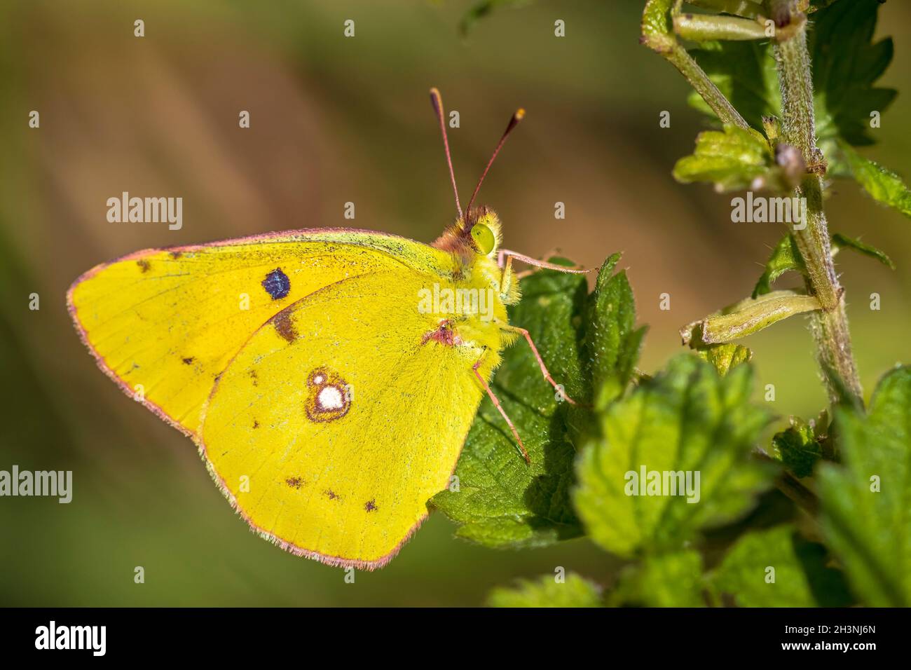 Common clouded yellow butterfly, Colias croceus, feeds nectar out of a purple flower. Stock Photo