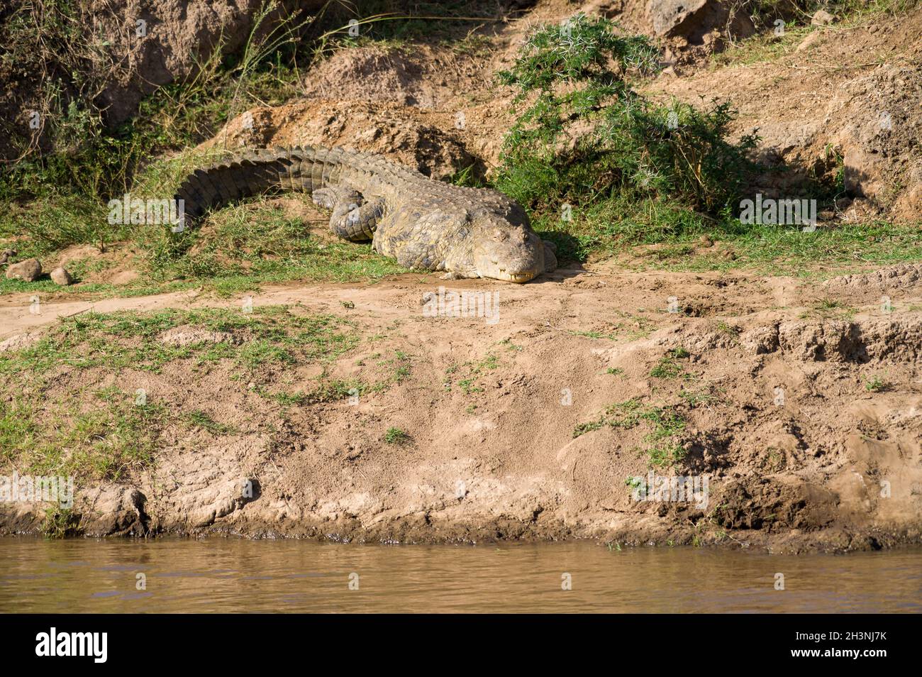 Nile crocodile (Crocodylus niloticus) basking by river, Masai Mara, Kenya Stock Photo