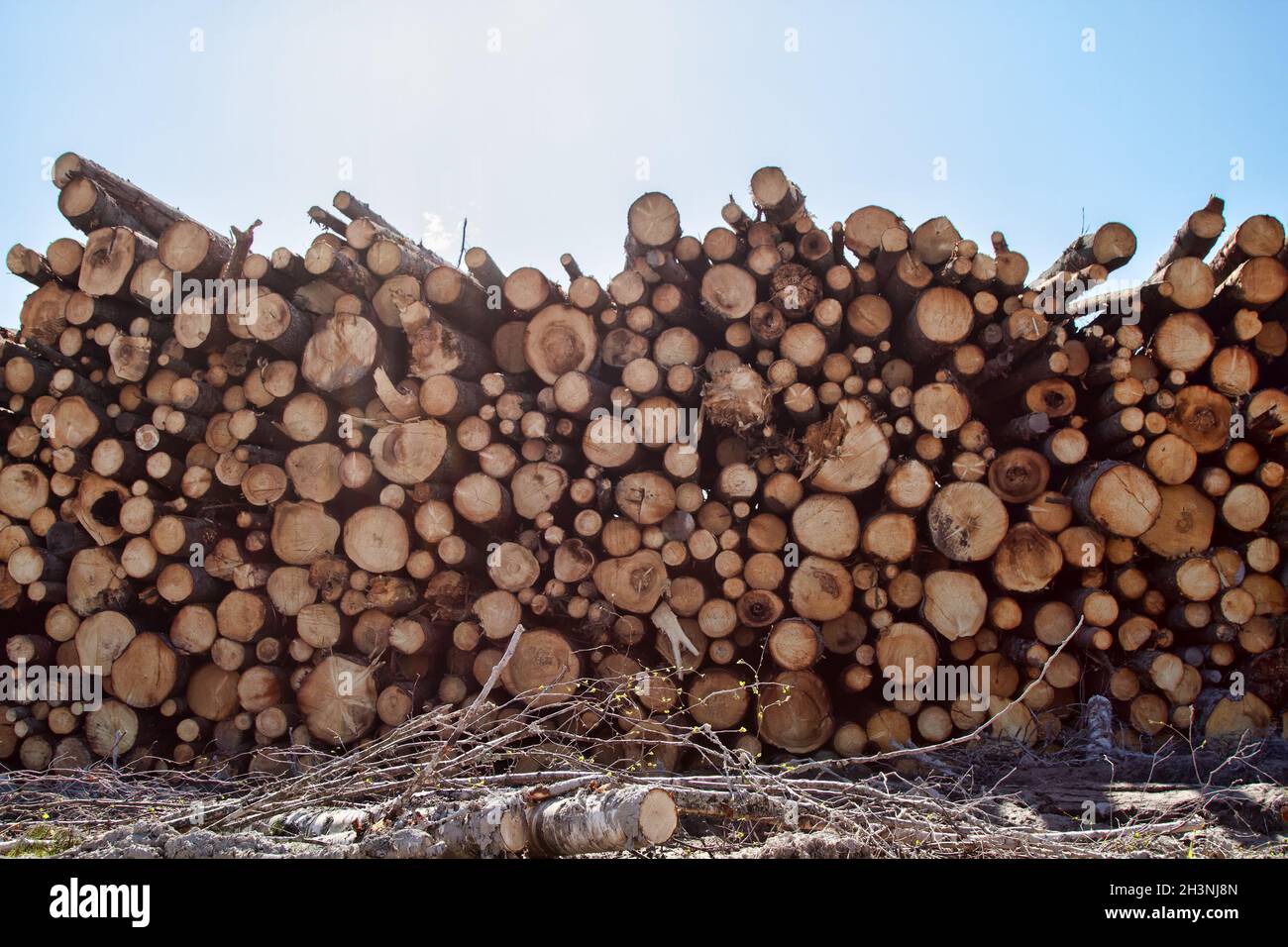 Timber cutting. Stack of spruce logs Stock Photo