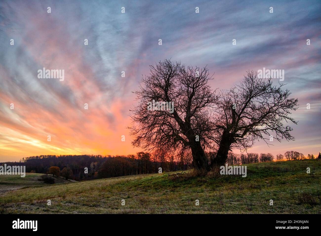 Solitary tree in the sunrise Stock Photo - Alamy
