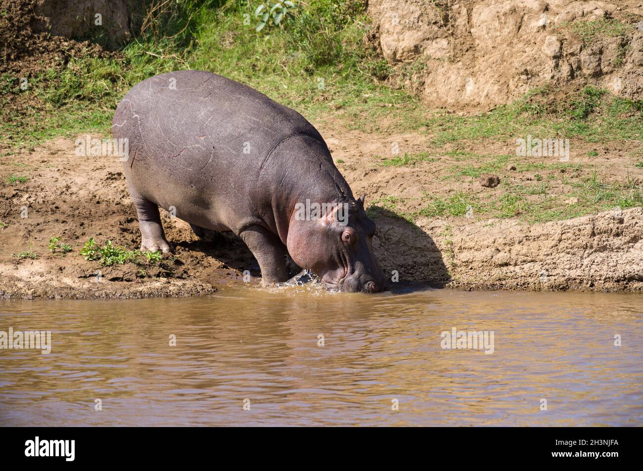Lone hippo walking on river bank into river water (Hippopotamus amphibius), Maasai Mara, Kenya Stock Photo