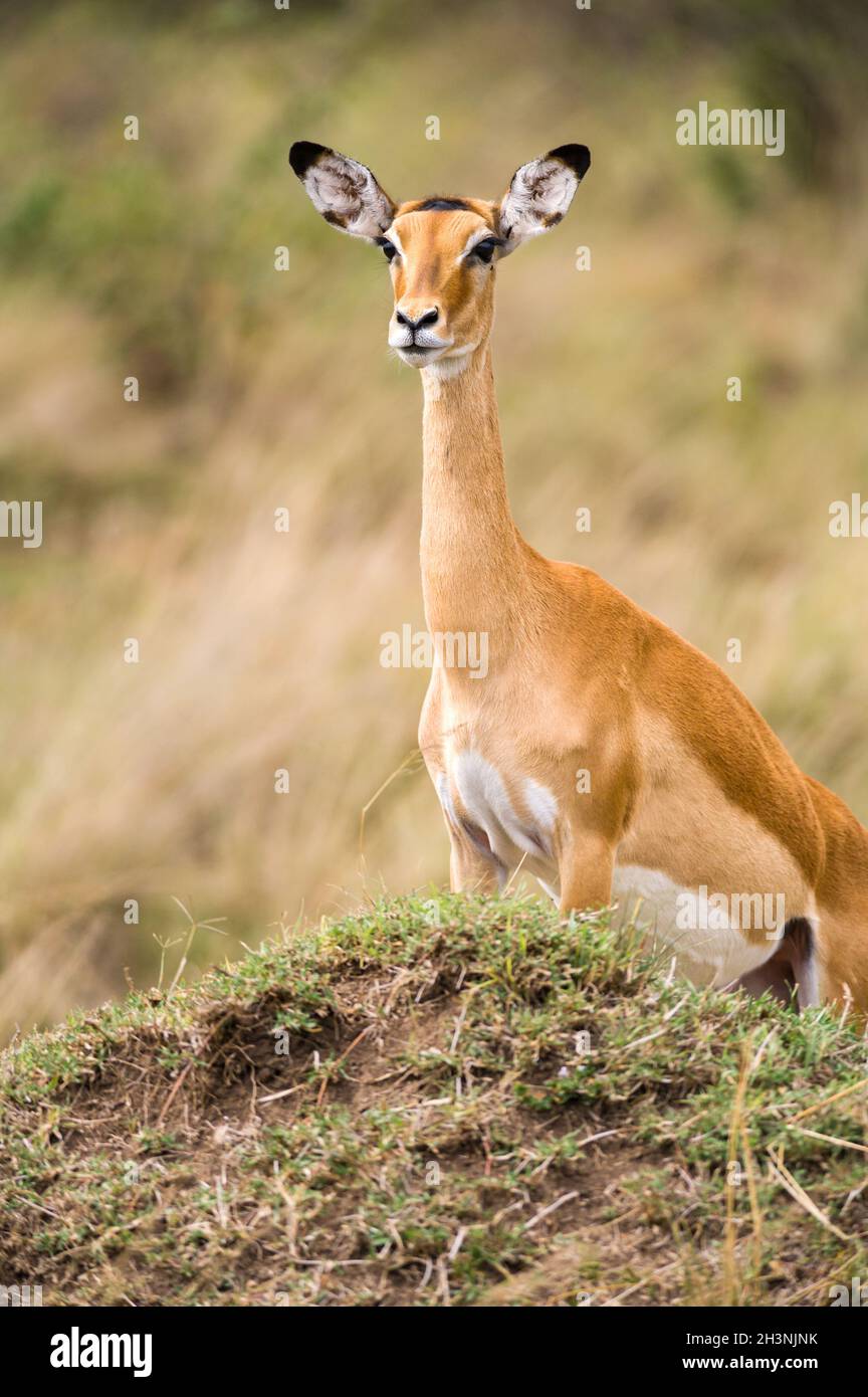 Impala gazelle (Aepyceros melampus) standing on mound looking for predators, Maasai Mara, Kenya Stock Photo