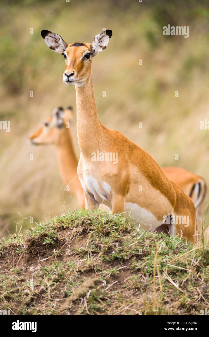 Impala gazelle (Aepyceros melampus) standing on mound looking for predators, Maasai Mara, Kenya Stock Photo