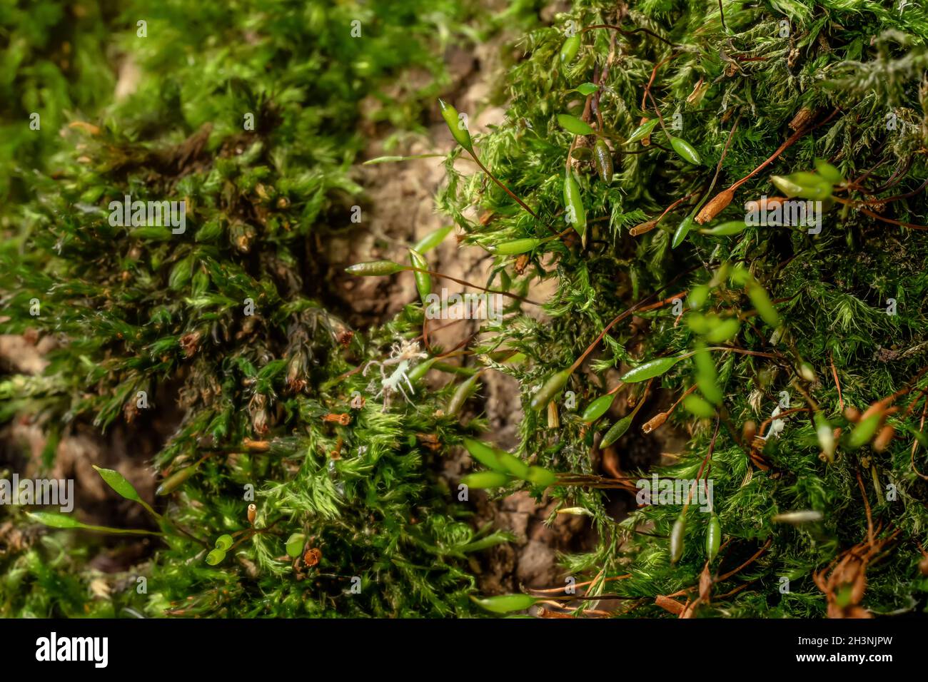 Fine green moss, - Brachytheciastrum velutinum species - growing on tree bark , closeup detail Stock Photo