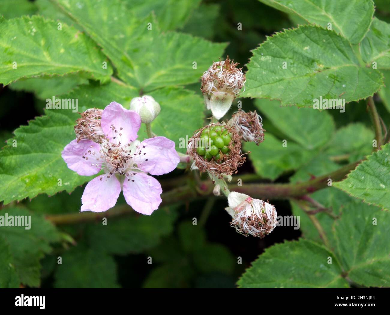Close up of pink wild blackberry flowers surrounded by leaves in early summer Stock Photo
