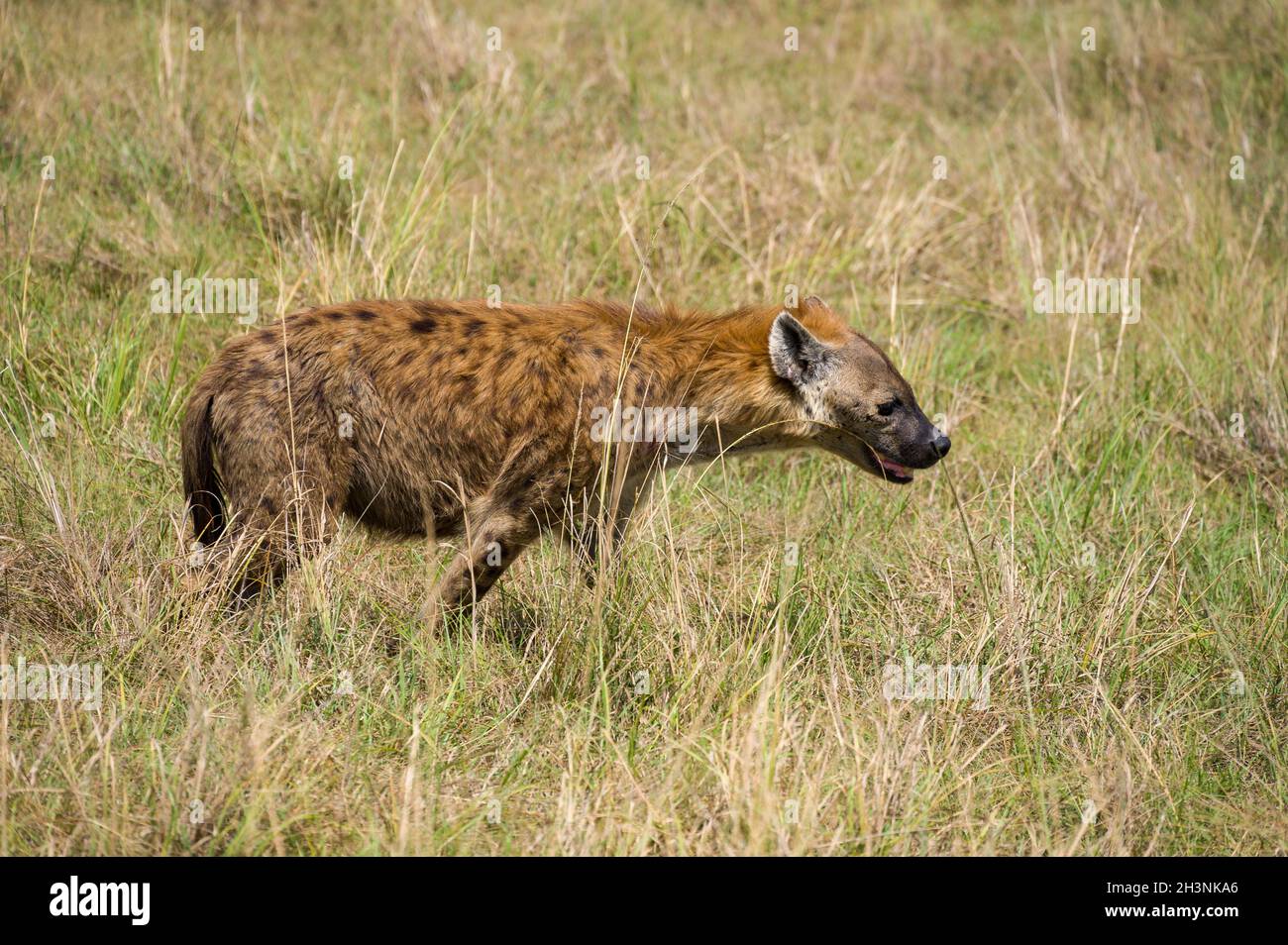 Spotted Hyena (Hyaenidae) walking in tall grass, Maasai Mara, Kenya Stock Photo