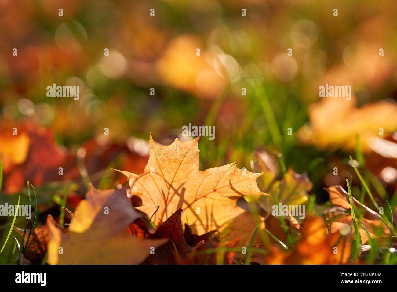 Leaves with colourful autumn colours on a meadow in autumn Stock Photo