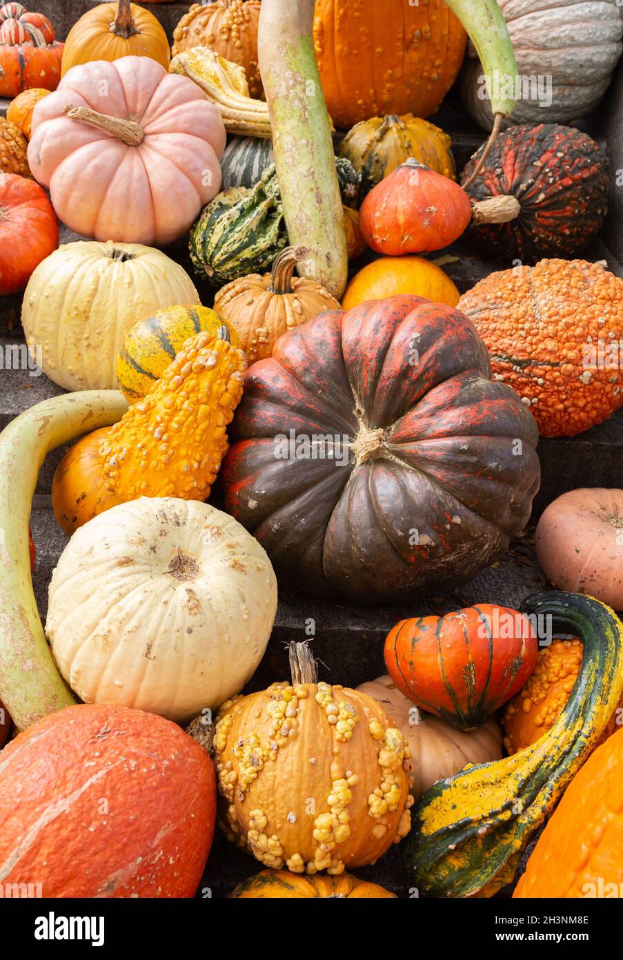 Full frame vertical image of various pumpkins and gourds of all different shape and sizes. Perfect for Thanksgiving. Stock Photo