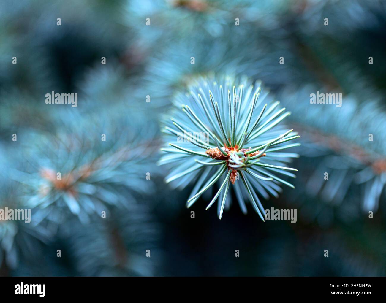 Blue spruce branch close-up. Stock Photo