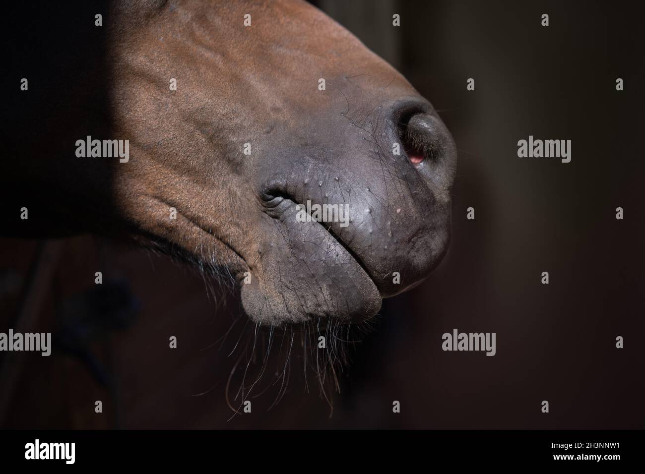 Front of the nose of a single horse brown color close up. Beautiful brown ranch horse. Big bodied ranch gelding. Horse from the Stock Photo