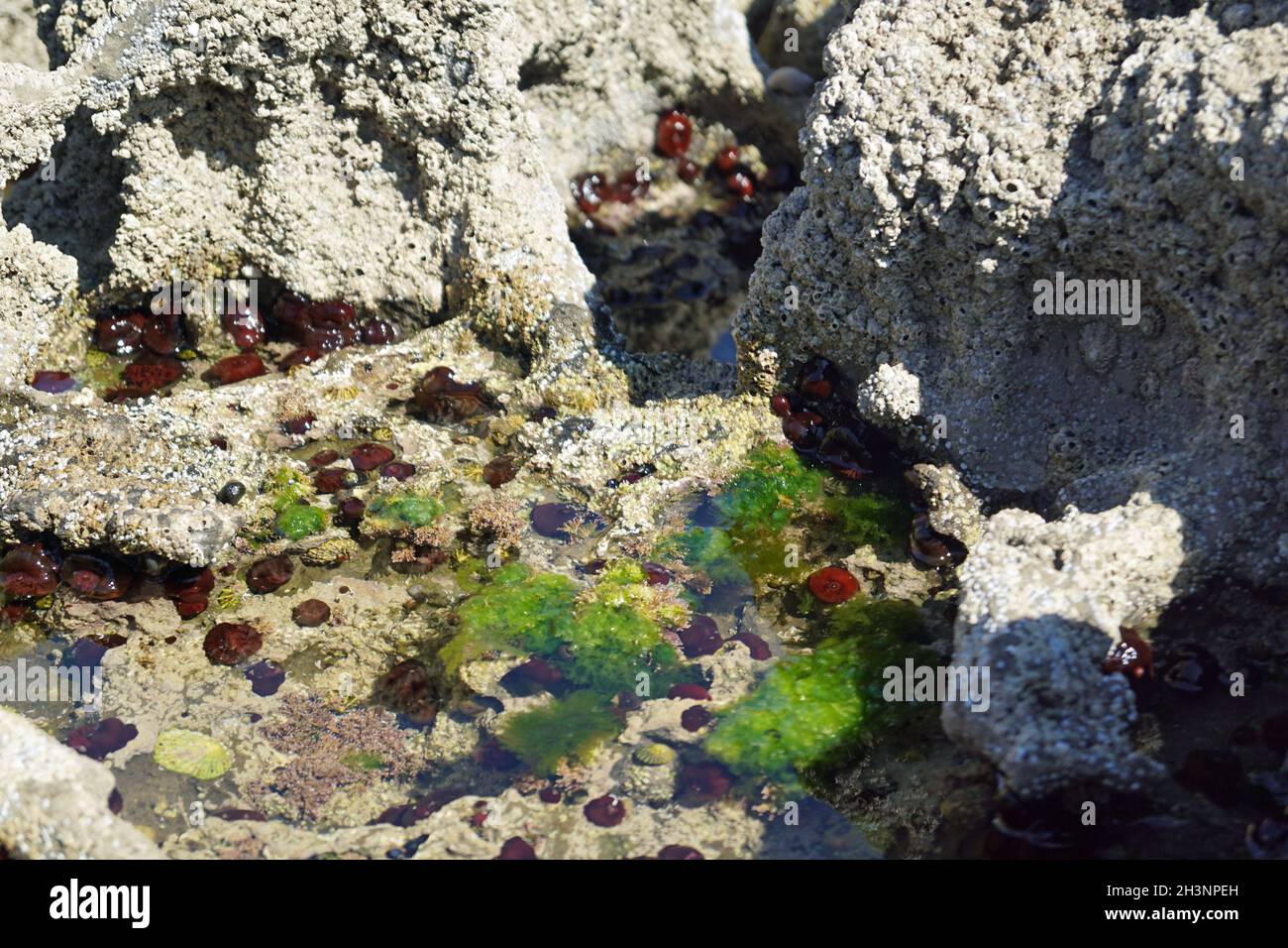 Wild Atlantic Way Clams on the rocks of the coast at St Johns Point ...