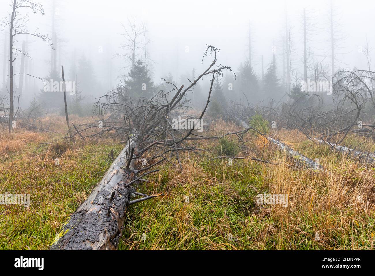 Harz National Park Dead trees in the mist Ghost forest Stock Photo Alamy