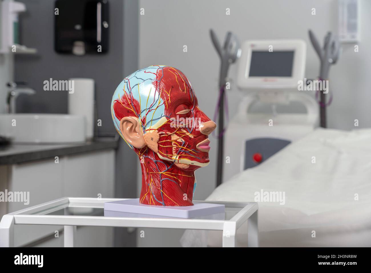 Anatomical artificial model of head in cometology clinic. Maquette of