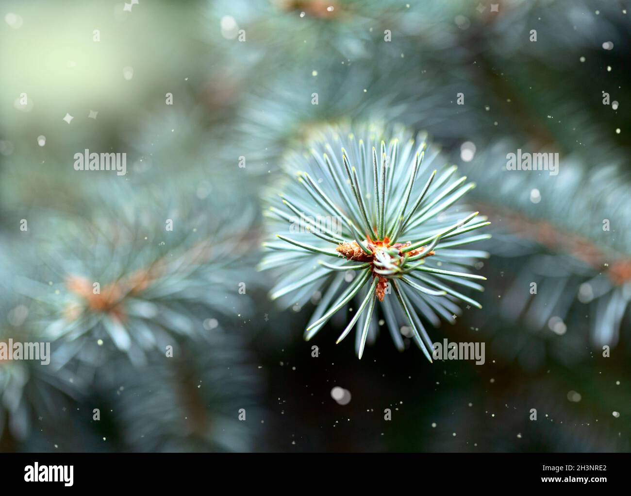 Winter pine branch.Christmas card. Stock Photo