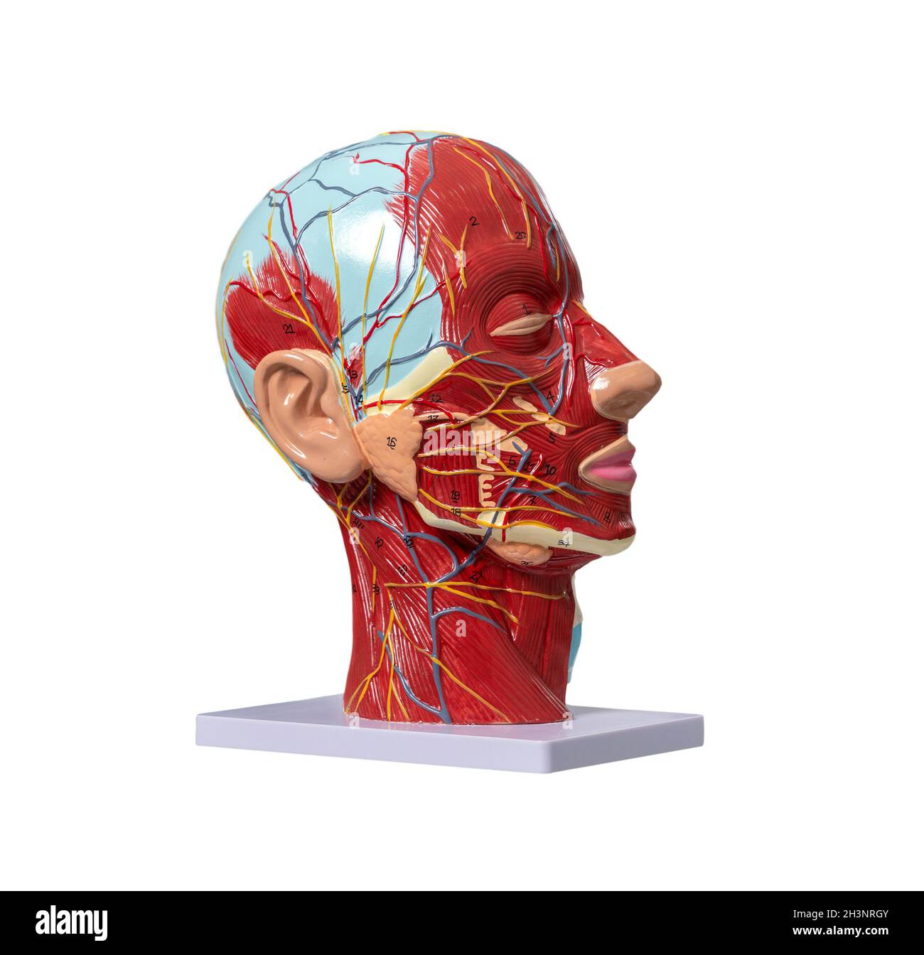 Anatomical artificial model of head in cometology clinic. Maquette of