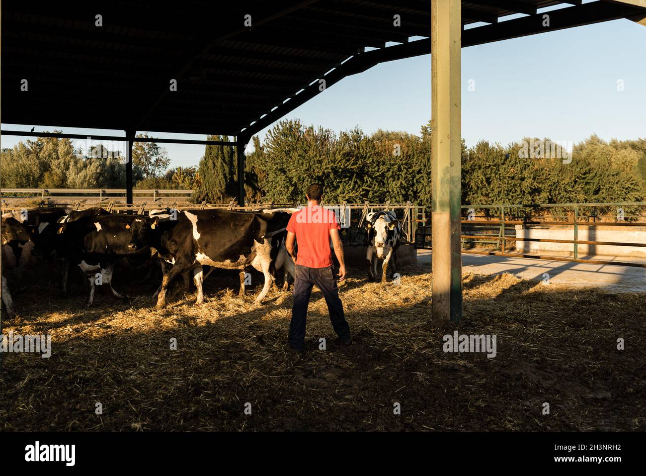 View of a farmer working in a farm with dairy cows Stock Photo - Alamy