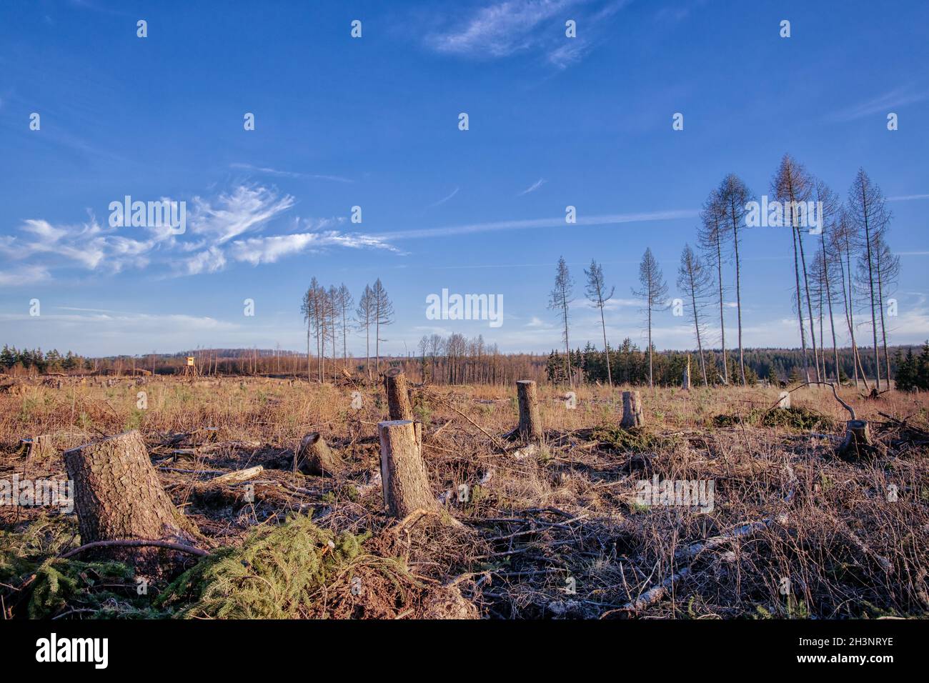 Clear-cutting forest forest dieback resin Stock Photo