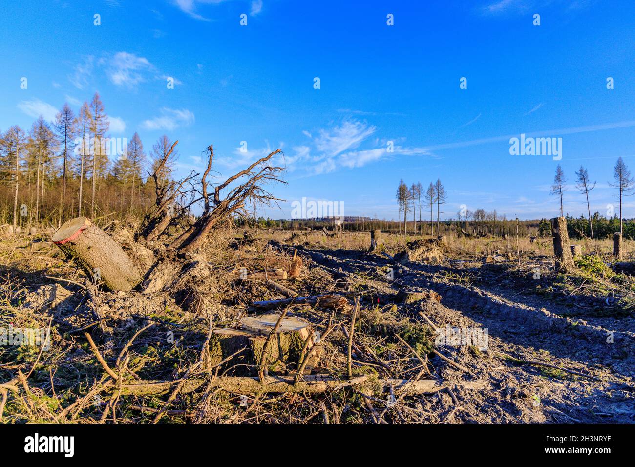 Clear-cutting forest forest dieback resin Stock Photo