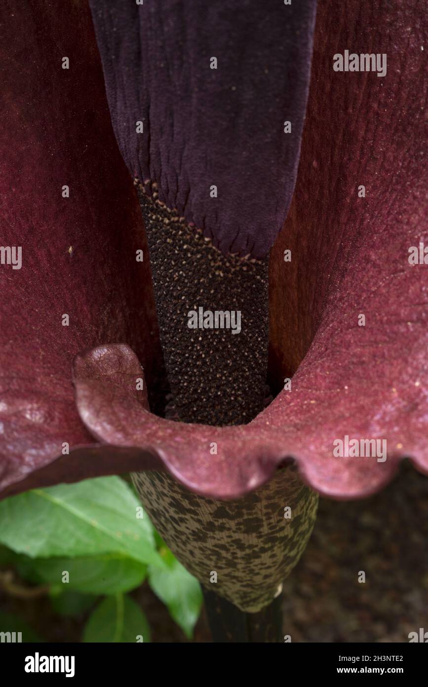 Flower of Amorphophallus konjac Stock Photo