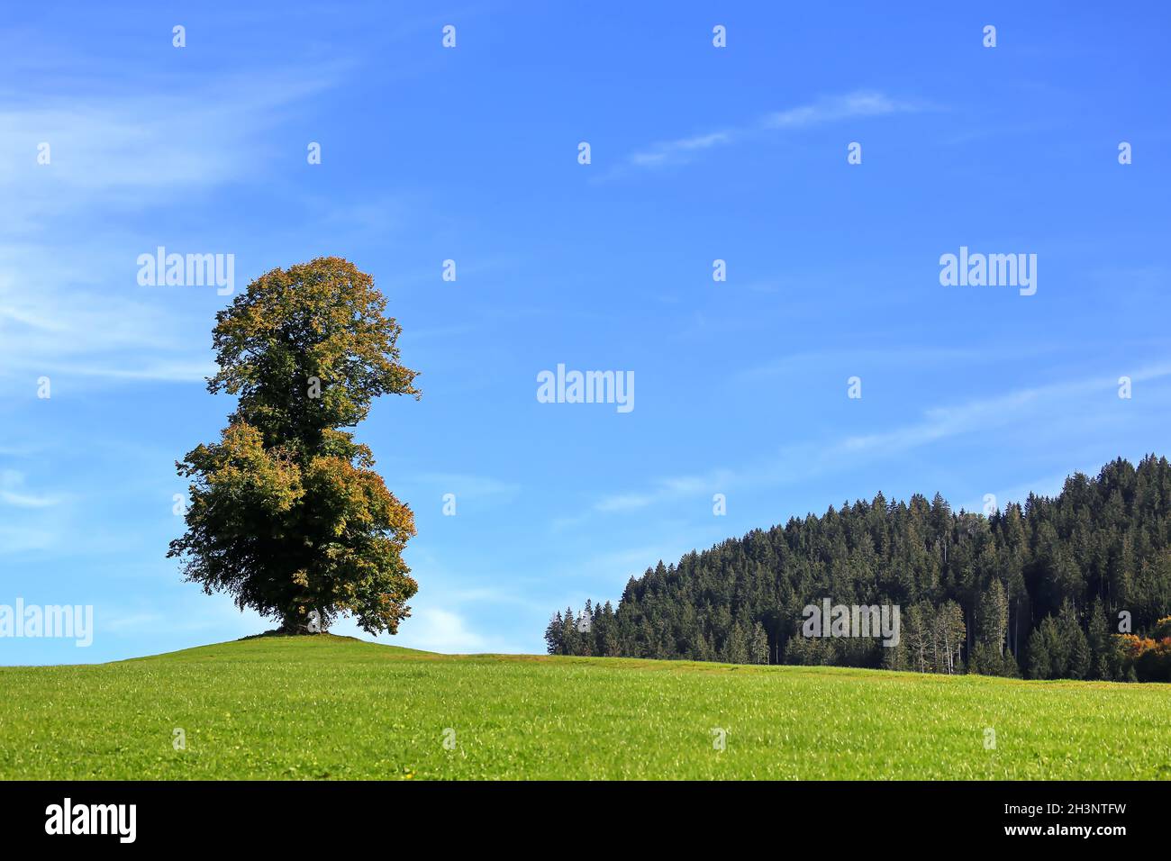 Detached tree on the green hill Stock Photo