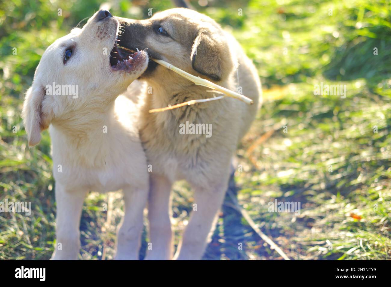 Little puppy dogs playing on grass and biting each other outdoor Stock