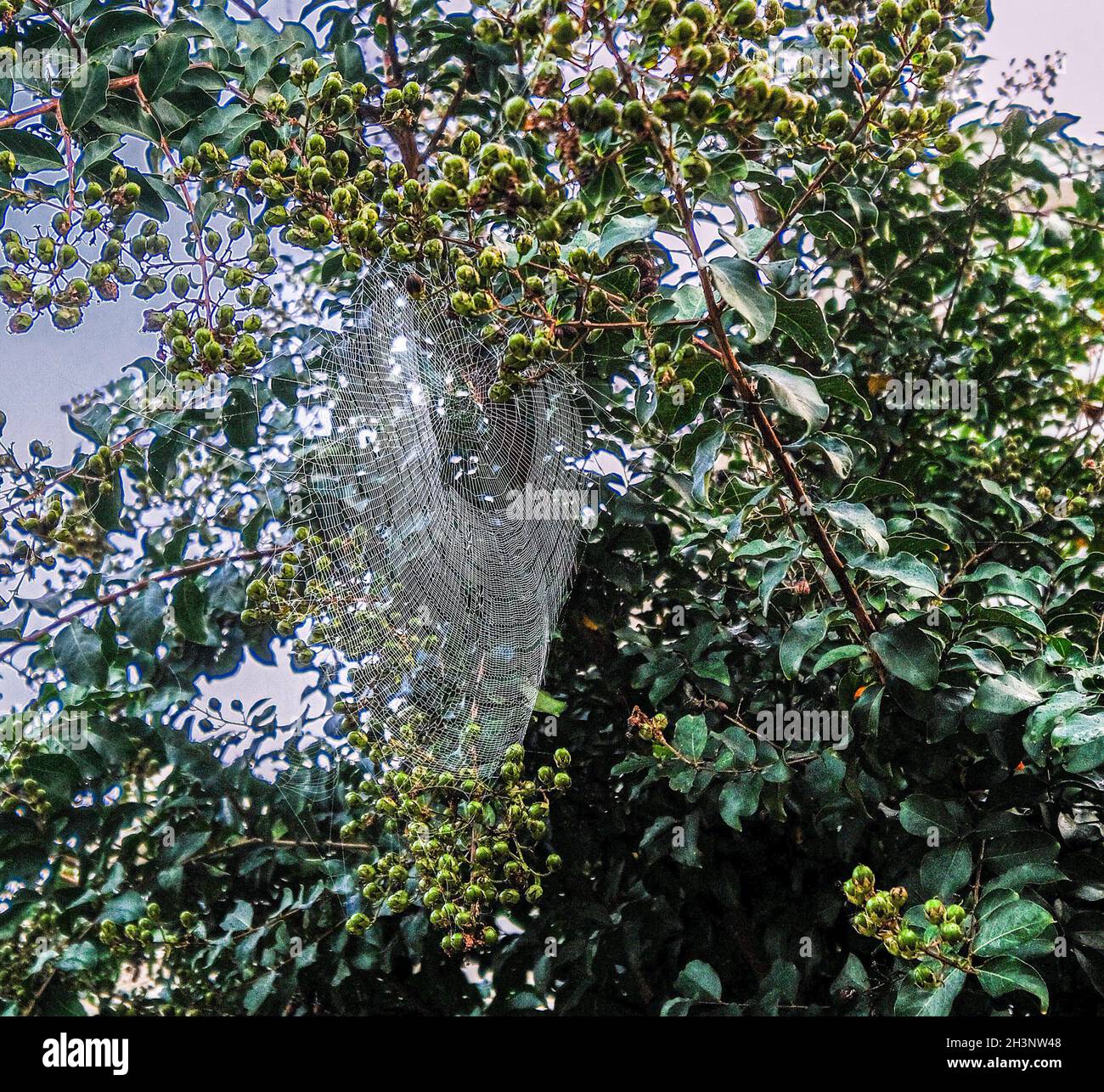 Round Spider Web Stock Photo - Alamy