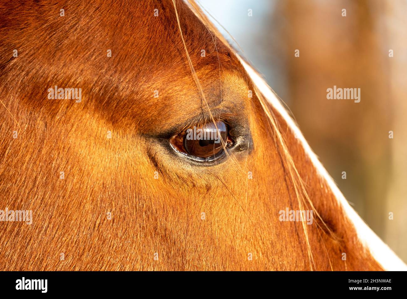 A Horse Portrait Focusing on a Single Brown Eye Stock Photo
