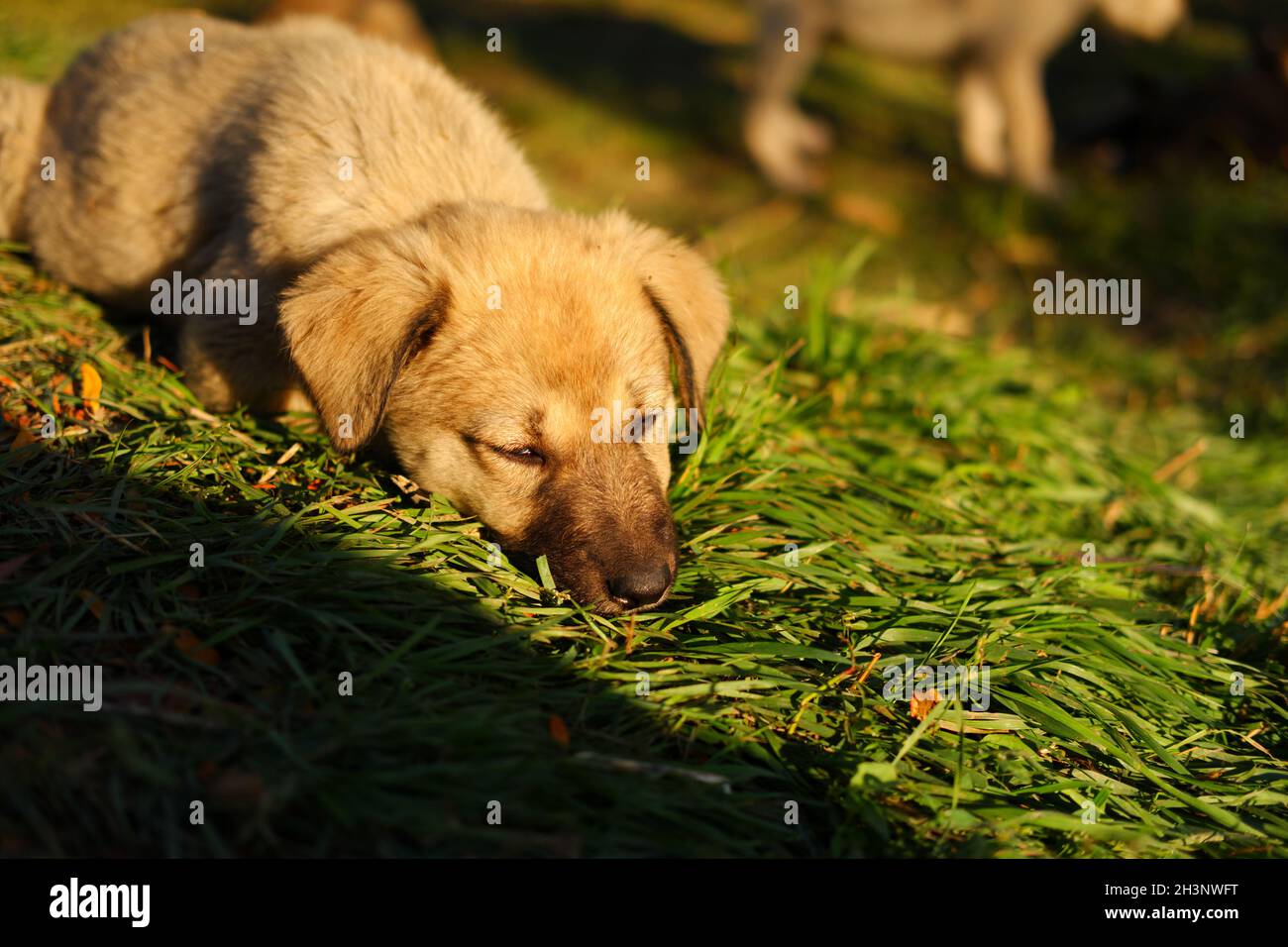 Small puppy dog lying on grass with sun on head outdoor Stock Photo