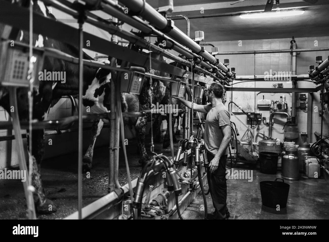 Automatic cow not automation Black and White Stock Photos & Images Alamy