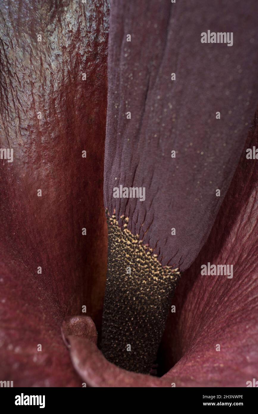 Flower of Amorphophallus konjac Stock Photo