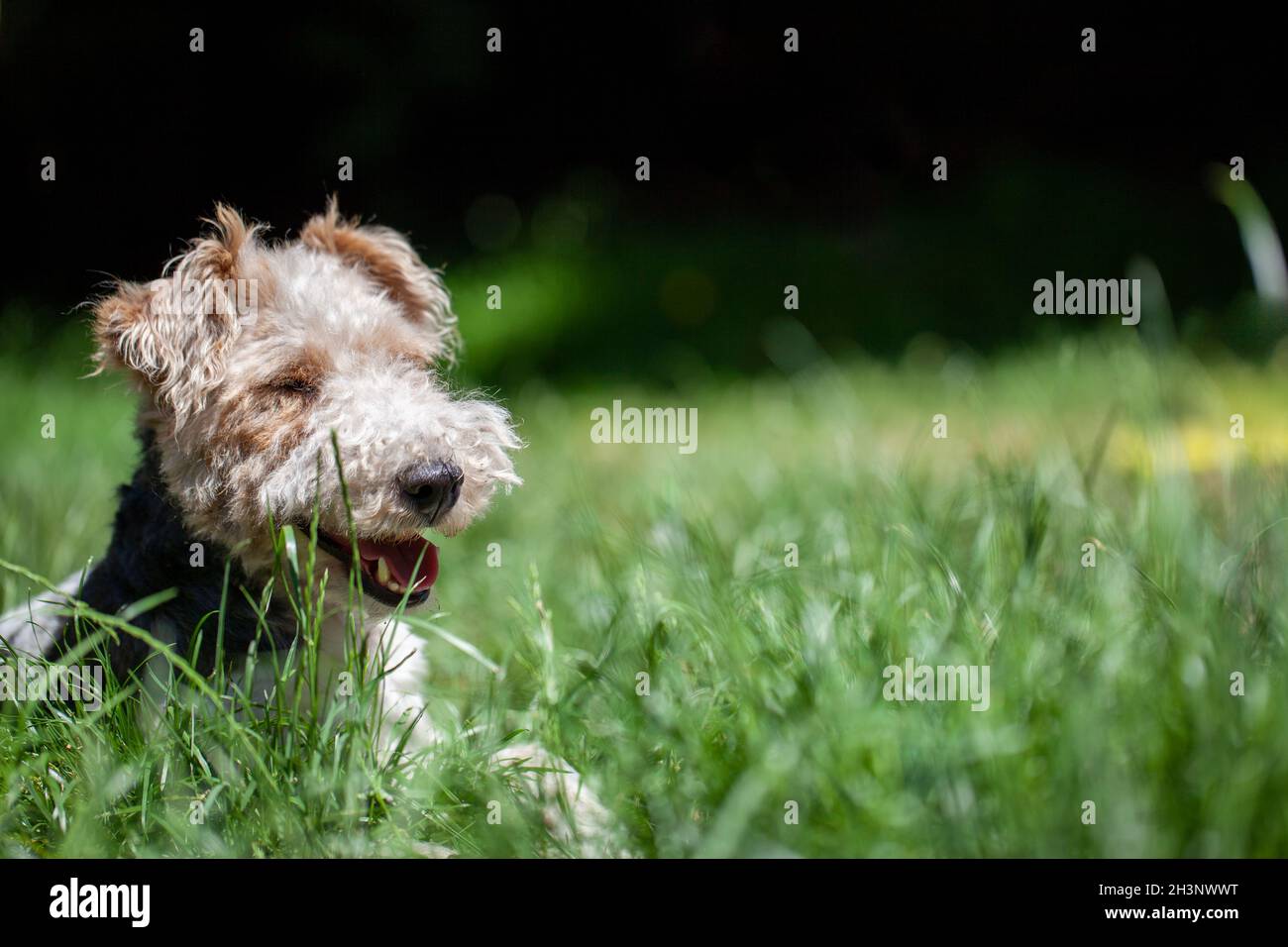 Close up of wire haired dog hi-res stock photography and images - Alamy