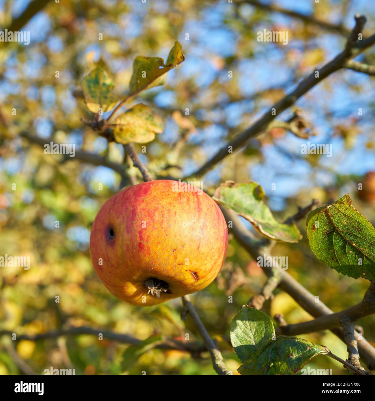 Apple on an apple tree in autumn on a meadow orchard Stock Photo - Alamy