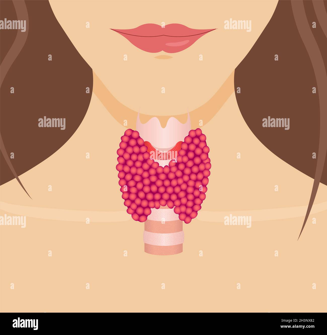 Thyroid gland, illustration Stock Photo