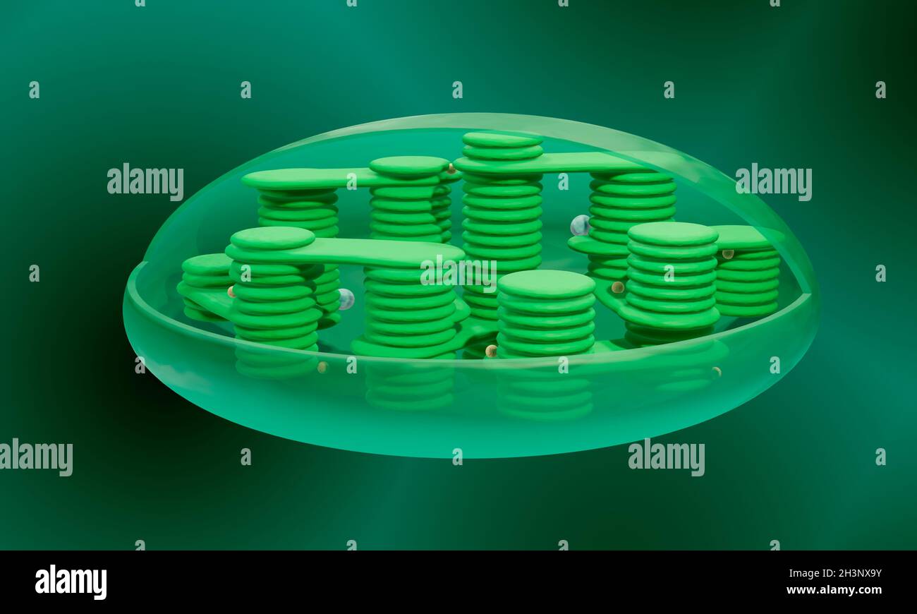 Chloroplast, illustration Stock Photo