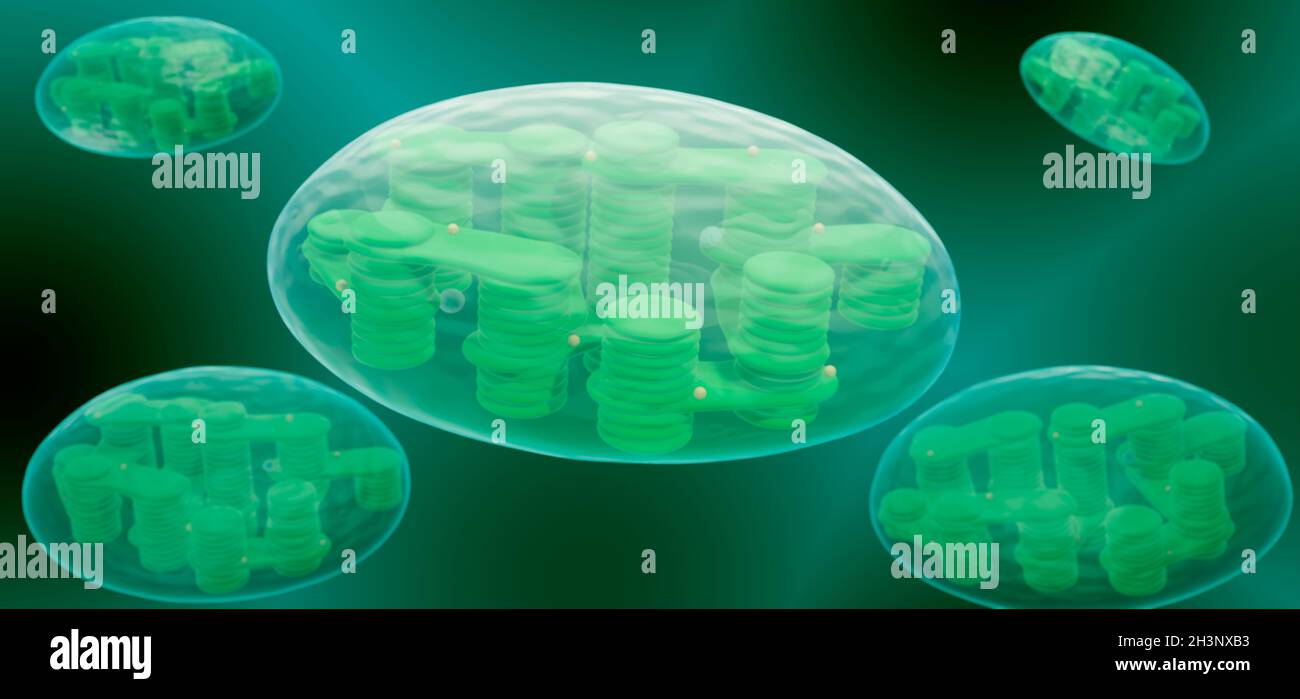 Chloroplasts, illustration Stock Photo