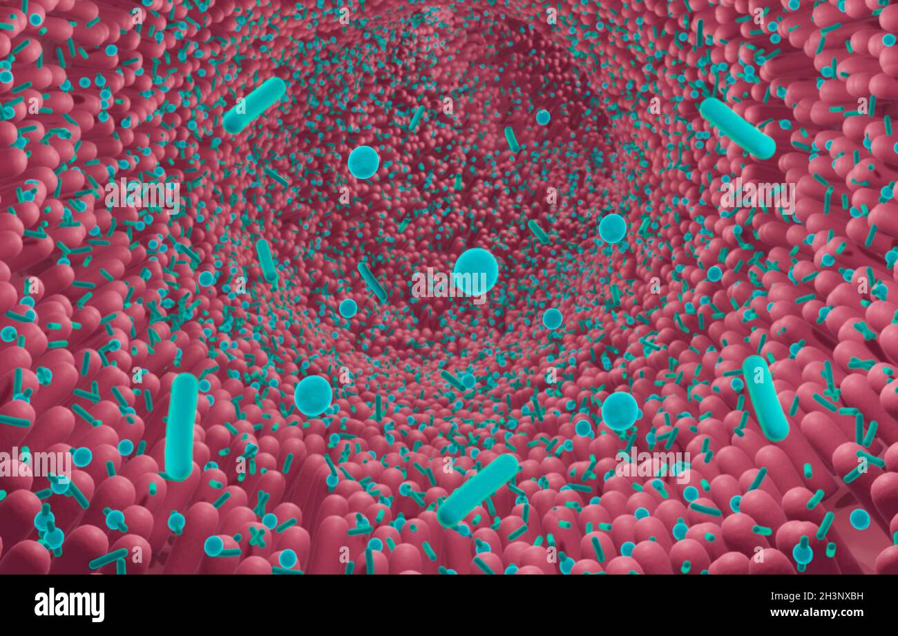 Intestinal microbiota, illustration Stock Photo - Alamy