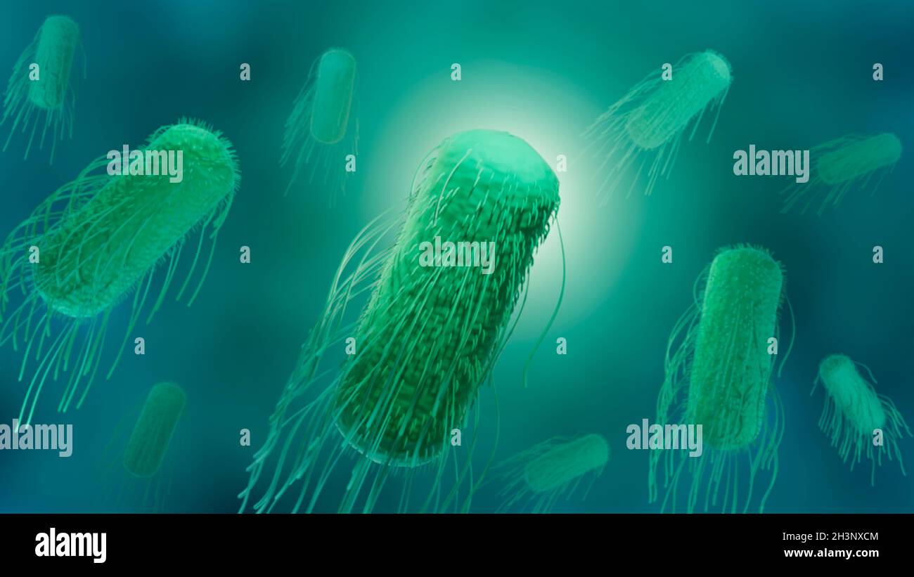 Salmonella bacteria, illustration Stock Photo Alamy