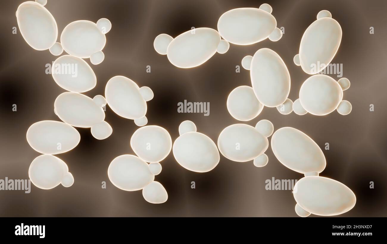 Saccharomyces yeast, illustration Stock Photo