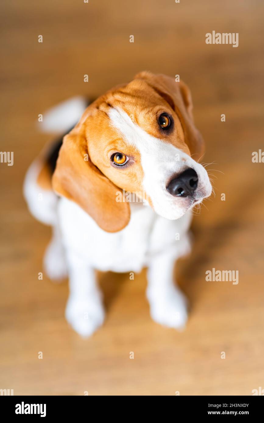 Pupy hi-res stock photography and images - Alamy