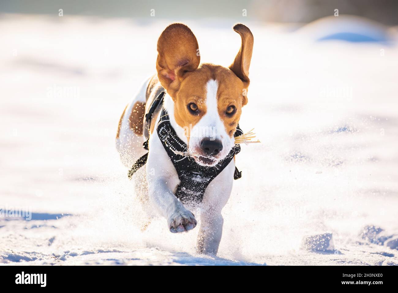 Beagle dog leaps through a snowy field toward the camera Stock Photo