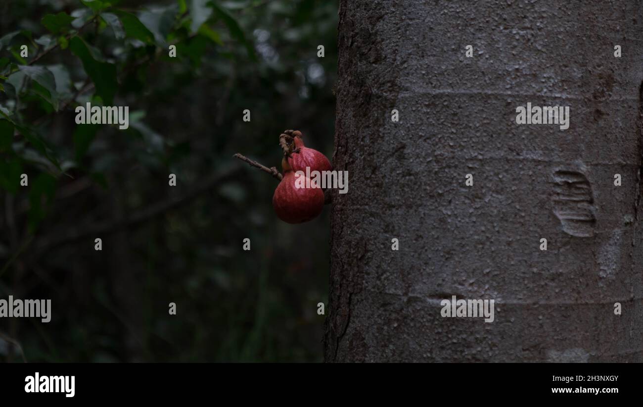 2 figs on the tree on Magnetic Island Stock Photo