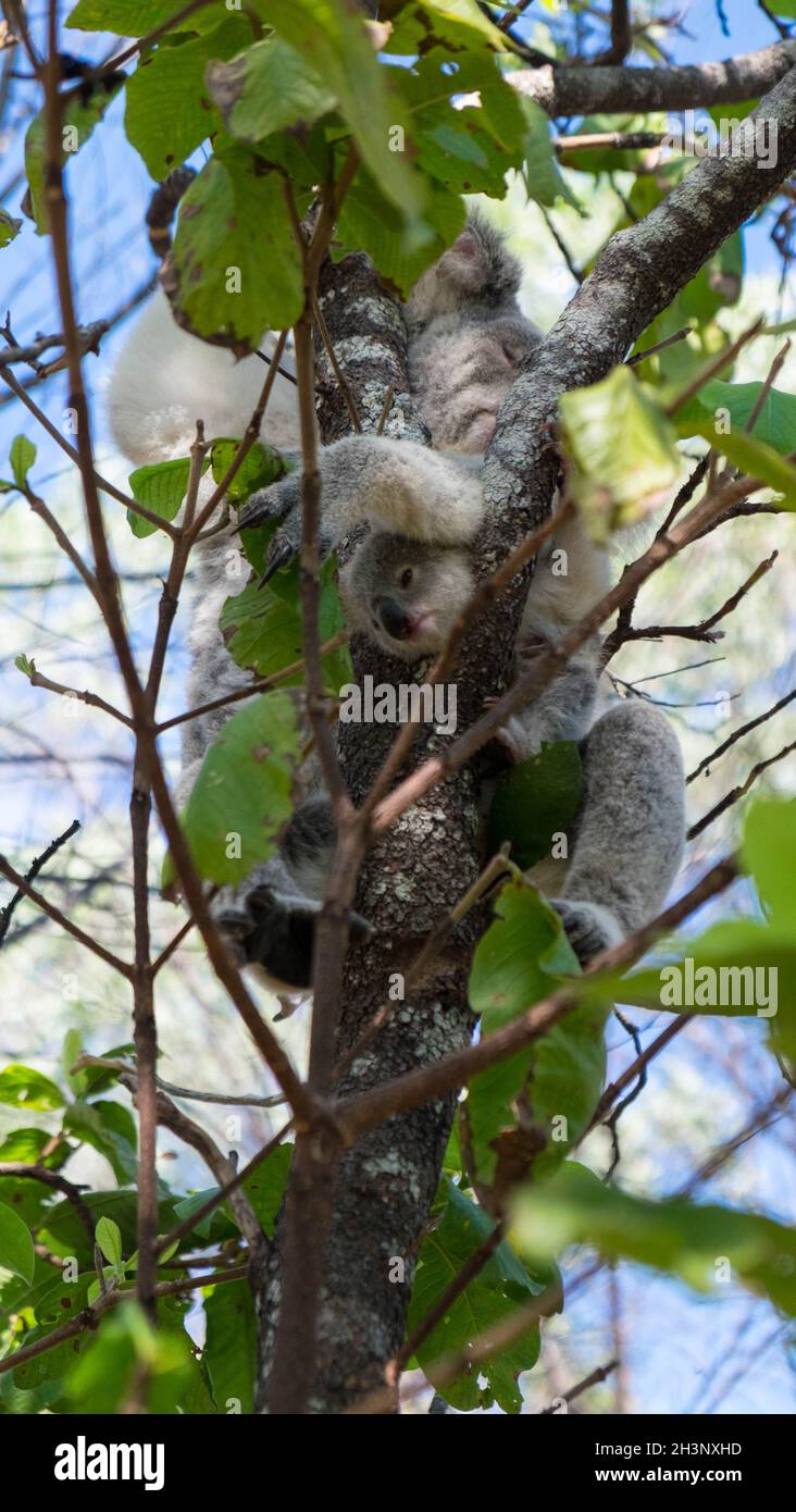 Koalas in trees with joey Stock Photo Alamy