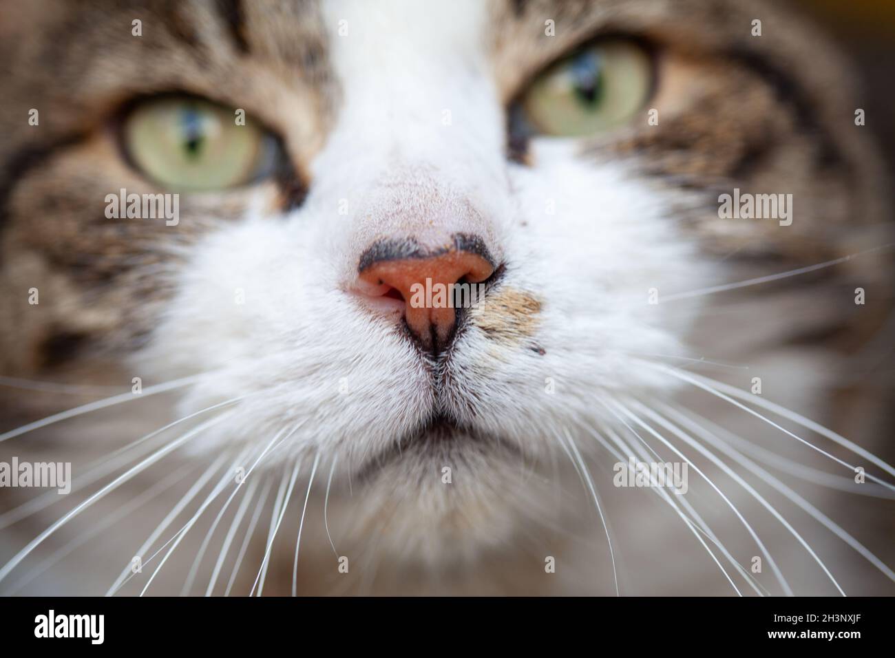 Close up portrait of a tabby and white cat with green eyes Stock Photo