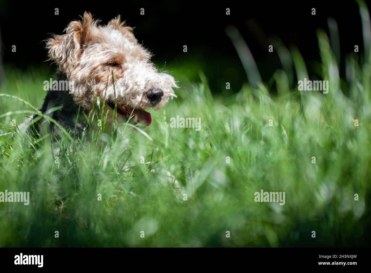 Close up shot of a cute Wire Haired Fox Terrier dog in a spring garden. Stock Photo