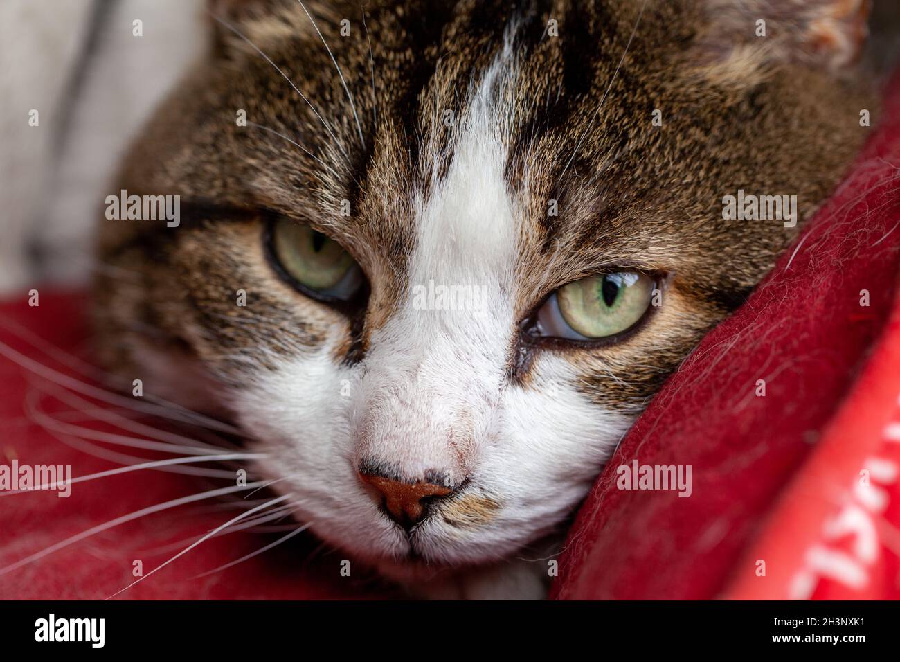 Close up portrait of a tabby and white cat with green eyes in a red cushion Stock Photo