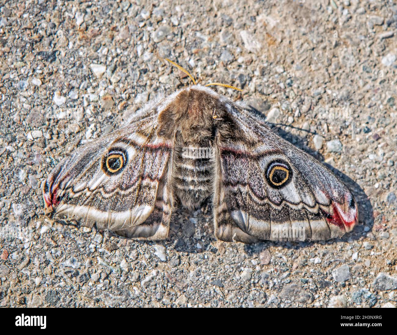 Small emperor moth  'Saturnia pavonia' Stock Photo