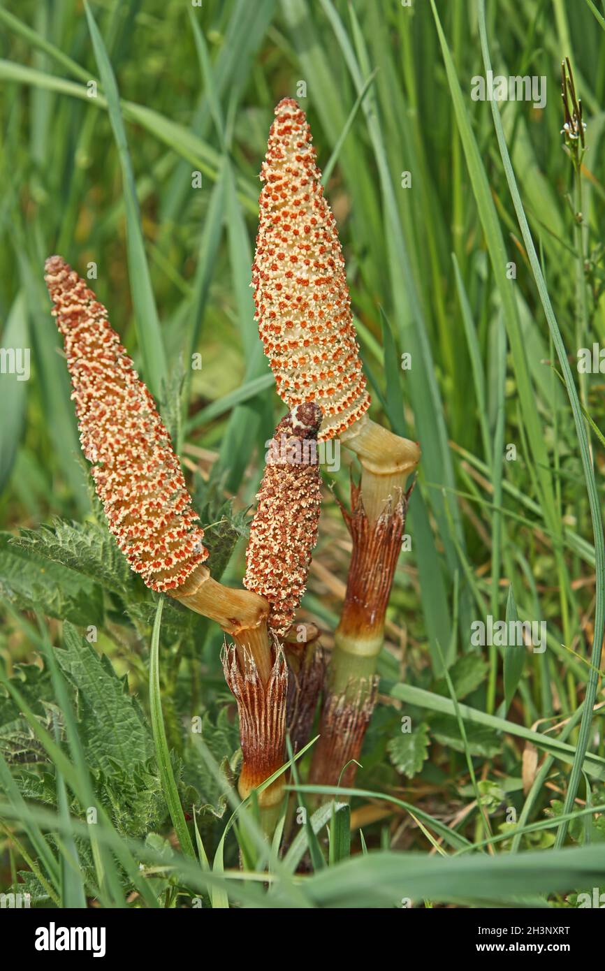 Field horsetail 'Equisetum arvense' Stock Photo Alamy