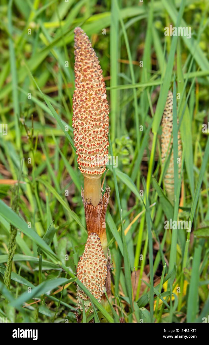 Field horsetail 'Equisetum arvense' Stock Photo Alamy
