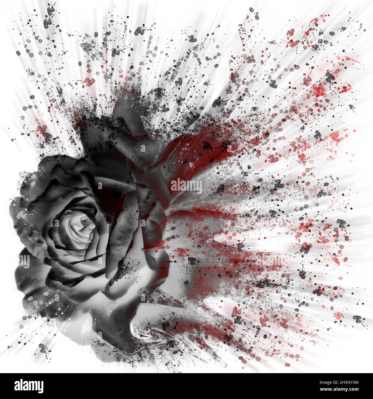 Dramatic splash effect single black rose floral digital art with red  highlights on a white background Stock Photo - Alamy