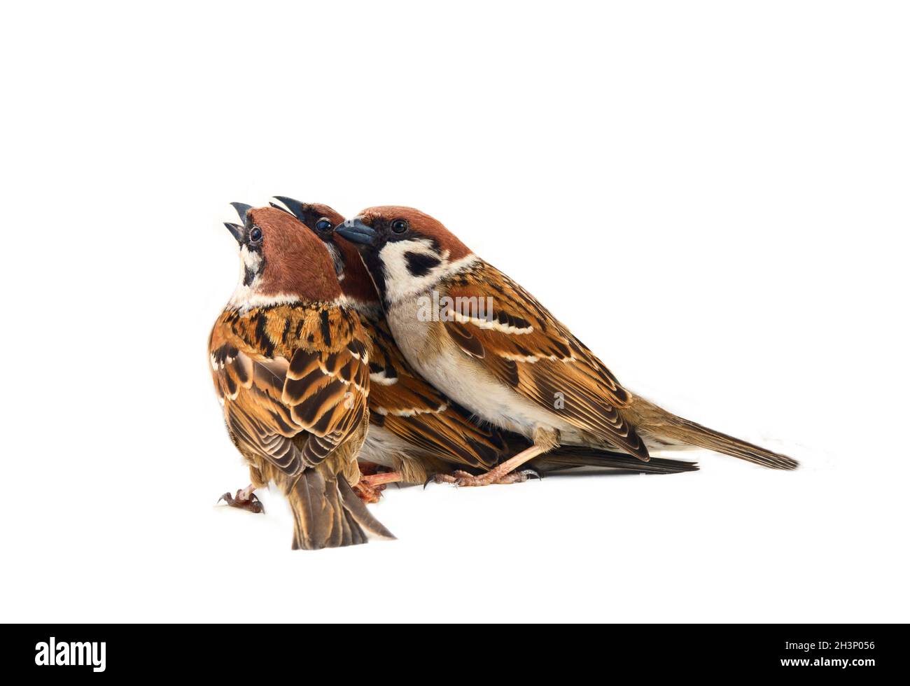 Flock of sparrows in dynamics isolated Stock Photo